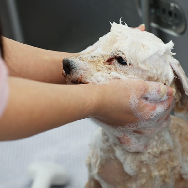 肌に優しいシャンプーでケア