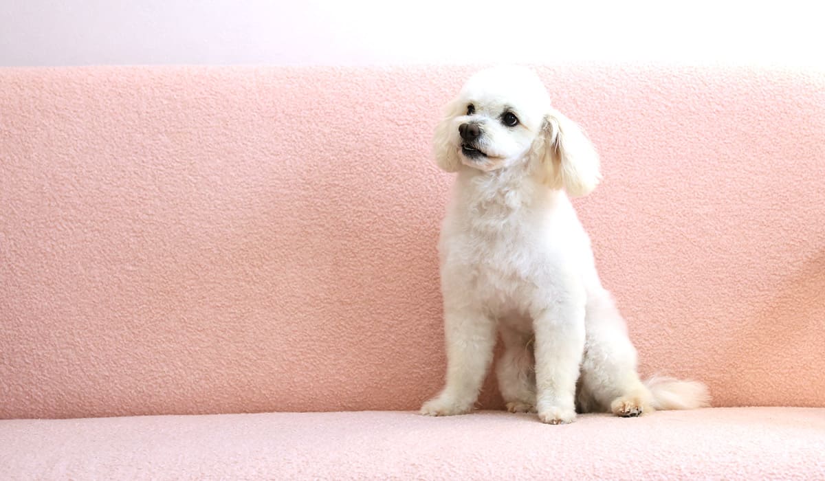 大切な家族の笑顔を守るサロン